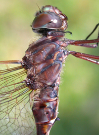 Taper-tailed Darner